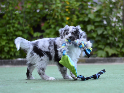 hračka pre šteniatko